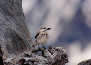 Flight demands may have steered the evolution of bird egg shape