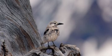 Flight demands may have steered the evolution of bird egg shape