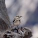 Flight demands may have steered the evolution of bird egg shape