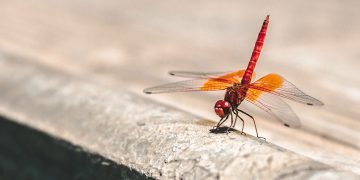 The blue wings of this dragonfly may be surprisingly alive