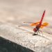 The blue wings of this dragonfly may be surprisingly alive
