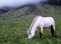 Horse version of ‘Who’s your daddy?’ answered