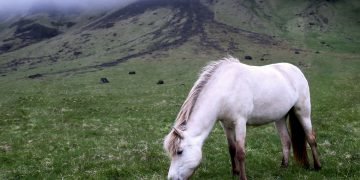 Horse version of ‘Who’s your daddy?’ answered