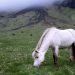 Horse version of ‘Who’s your daddy?’ answered