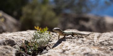Gecko-inspired robot grippers could grab hold of space junk