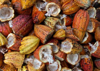 How Cacao Can Reduce Stress and Boost the Power of the Mind