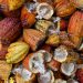 How Cacao Can Reduce Stress and Boost the Power of the Mind