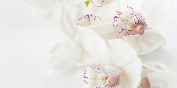 Homemade Body Scrubs To Have Your Skin Feeling Smooth