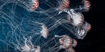 A Deep Sea Dive Into Bermuda’s Hidden Depths