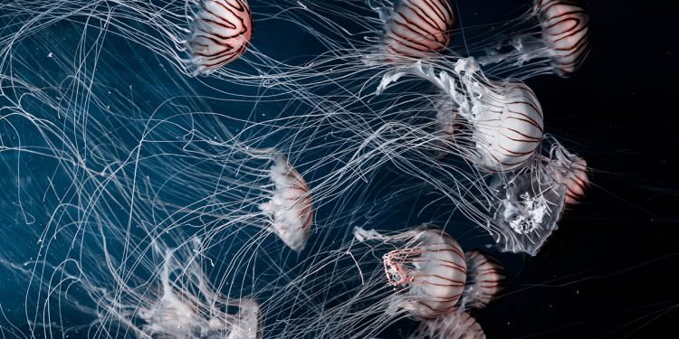 A Deep Sea Dive Into Bermuda’s Hidden Depths