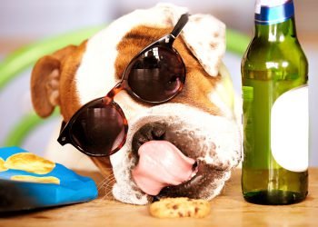 This is How Your Dogs Spend Their Weekends