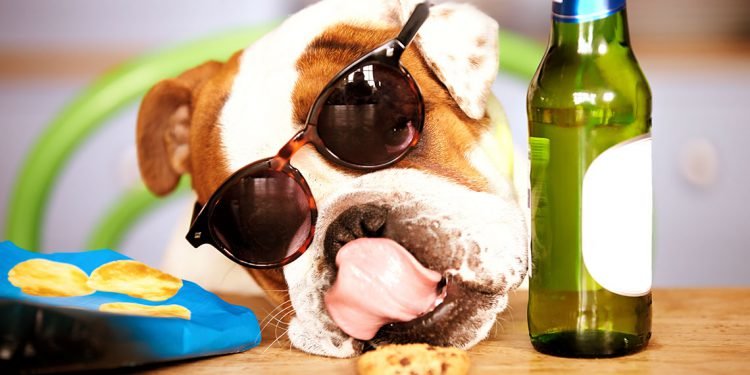 This is How Your Dogs Spend Their Weekends