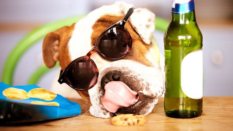 This is How Your Dogs Spend Their Weekends