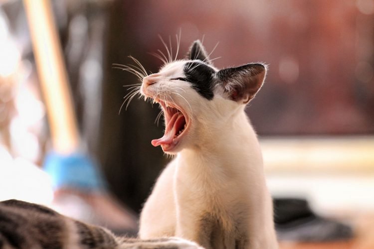 10 Funny Cat Pictures That Will Made Your Day