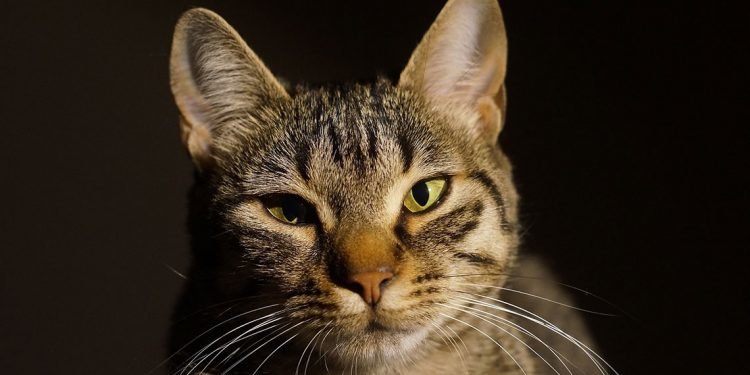 This Lovely Cats & Dogs Gallery Will Brighten Your Day