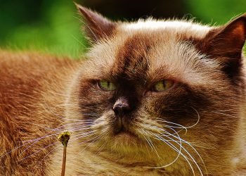 People Are Going Nuts Over This “Ugly Cat” After Her Owner Shared Hilariously Warped Pics