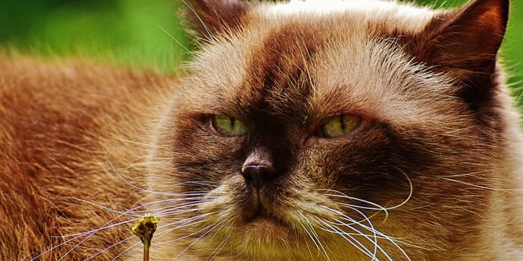 People Are Going Nuts Over This “Ugly Cat” After Her Owner Shared Hilariously Warped Pics