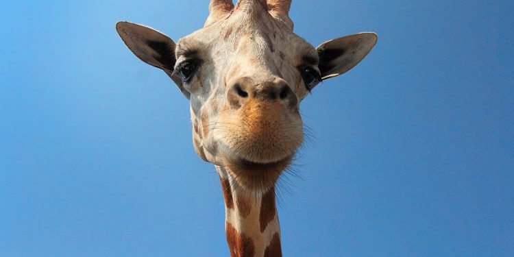 This Is The Only Camel Selfie You Ever Need To See