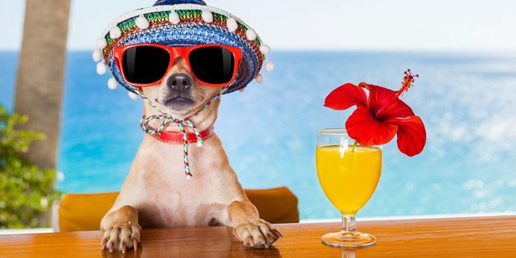 21 Most Hilarious Dog Face Reactions You Should Never Forget