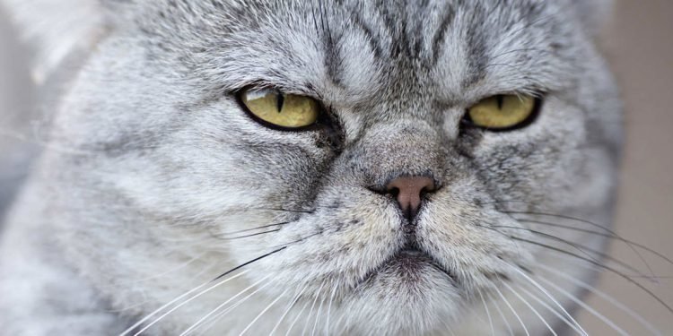 This Dog Woke Up And, Uh-Oh, She’s Surrounded By Cats