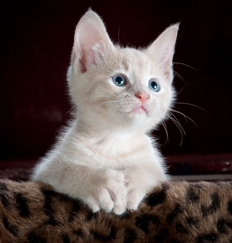 10 Funny Cat Pictures That Will Made Your Day