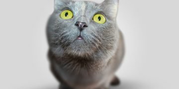 10 Funny Cat Pictures That Will Made Your Day