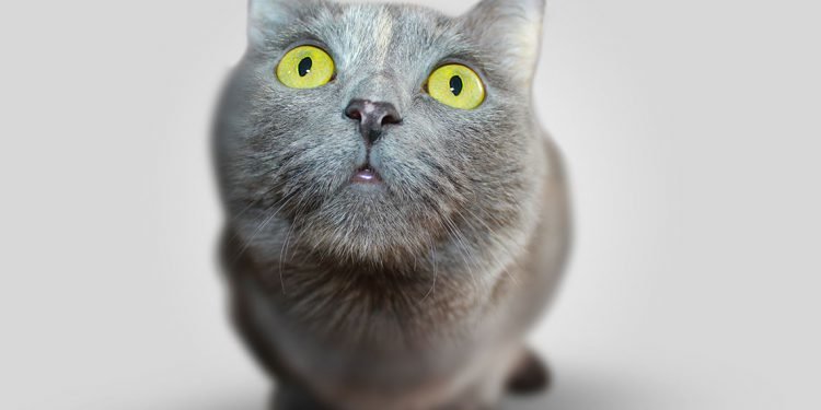 10 Funny Cat Pictures That Will Made Your Day