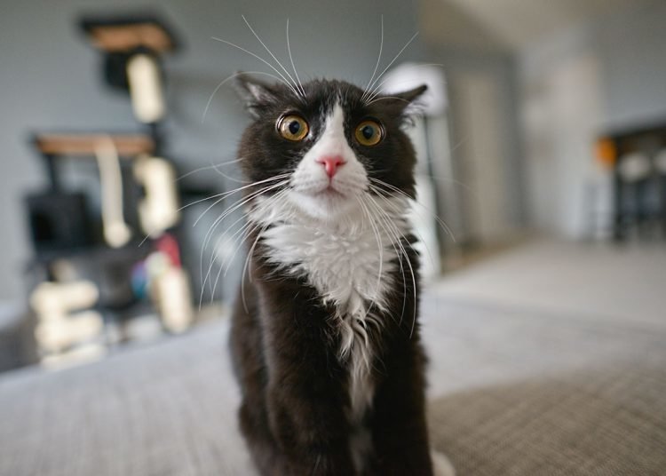 10 Funny Cat Pictures That Will Made Your Day