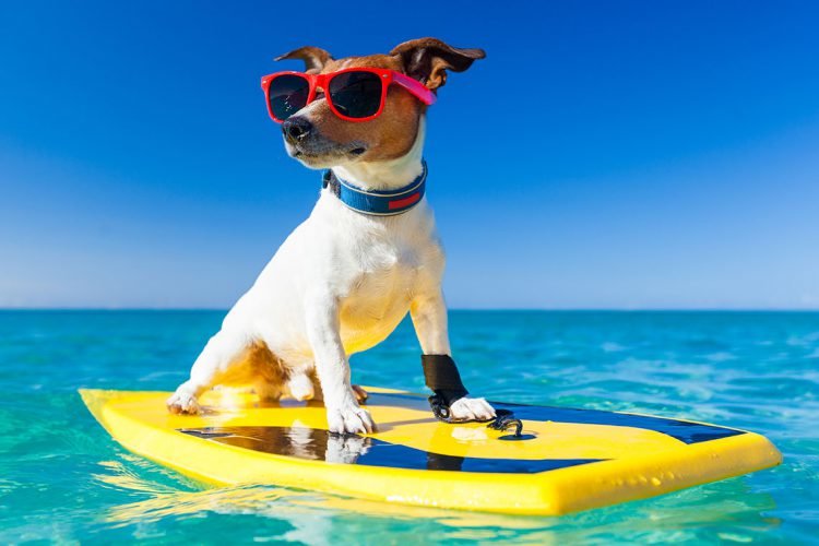 This Lovely Cats & Dogs Gallery Will Brighten Your Day