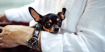 Ellen DeGeneres Wearing Vacheron Tour de I’Ile In Cars Getting Coffee